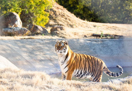 Tigress Jade at LIONSROCK