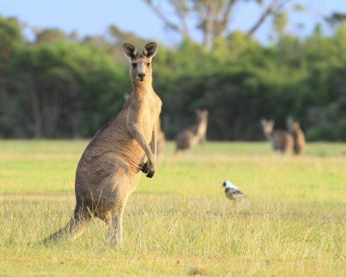 Kangaroo standing in a field
