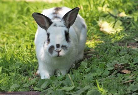 White rabbit