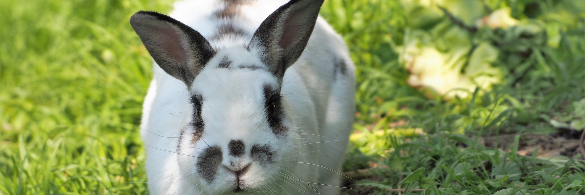 Rabbit outside on the grass