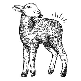 Wool with a Butt