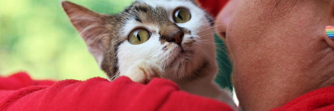 Rescue cat