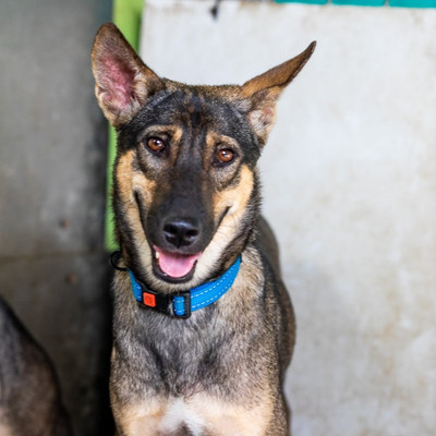 Brown rescue dog