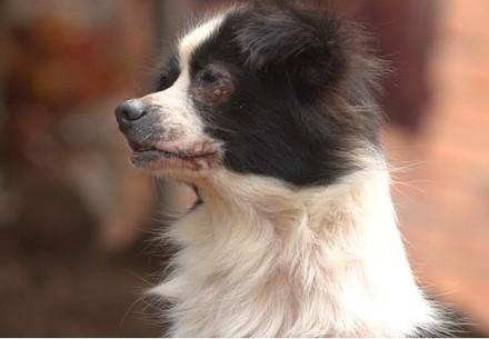 Rescue Dog Lucky