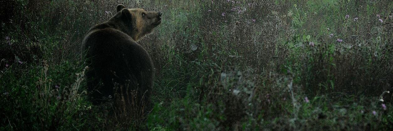 Bear Michal at BEAR SANCTUARY Müritz