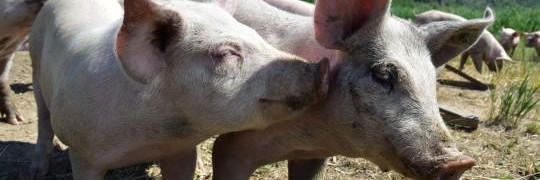 Farm Animals
