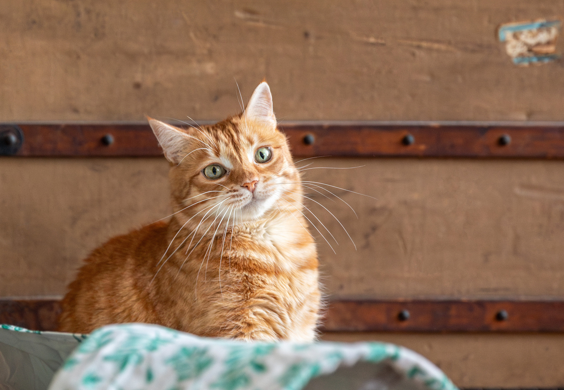 Cat looking into the camera