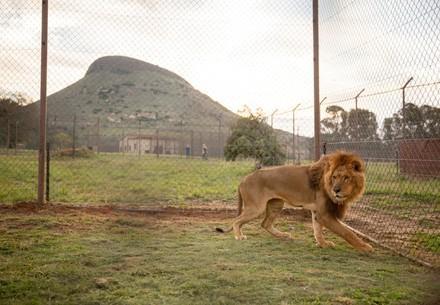 Lion at LIONSROCK