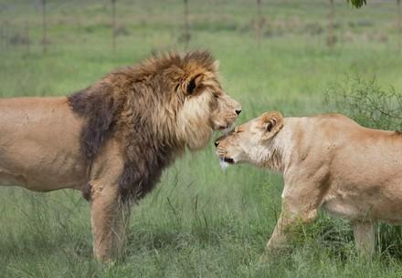LIONS at LIONSROCK