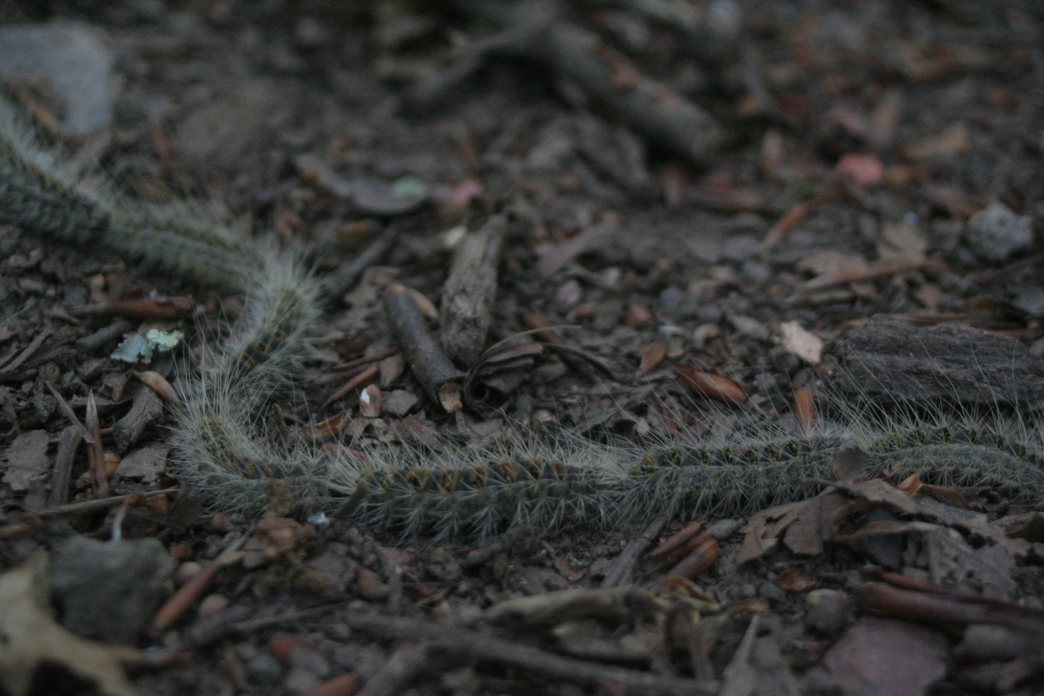 Oak Processionary Moth on ground