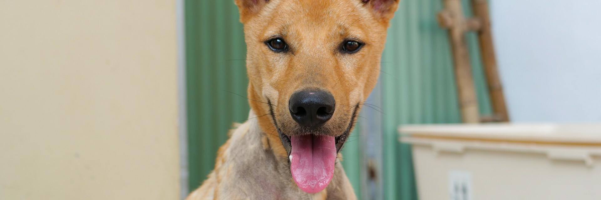 Archie dog