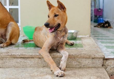 Rescue Dog Archie