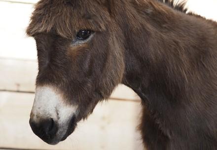 Rescue Donkey Puica