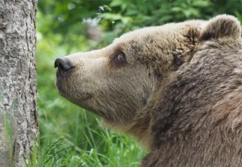 Bruma at BEAR SANCTUARY Arbesbach, 2020