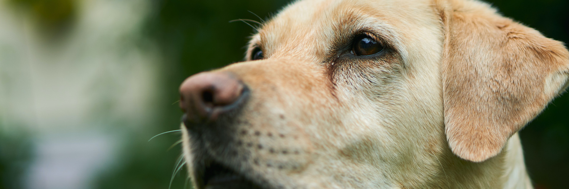 Golden labrador 