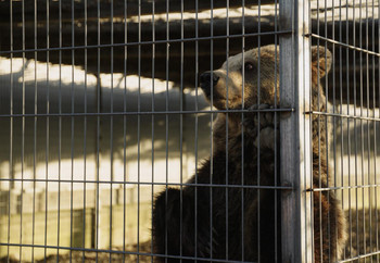 Brown bear behind bars in an enclosure