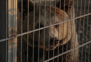 Brown bear behind bars in captivity