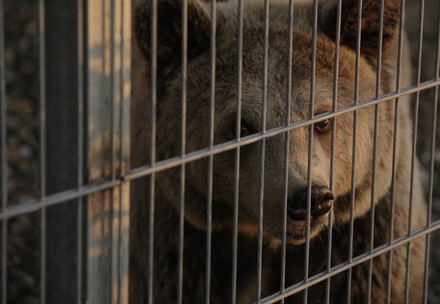Brown bear in captivity