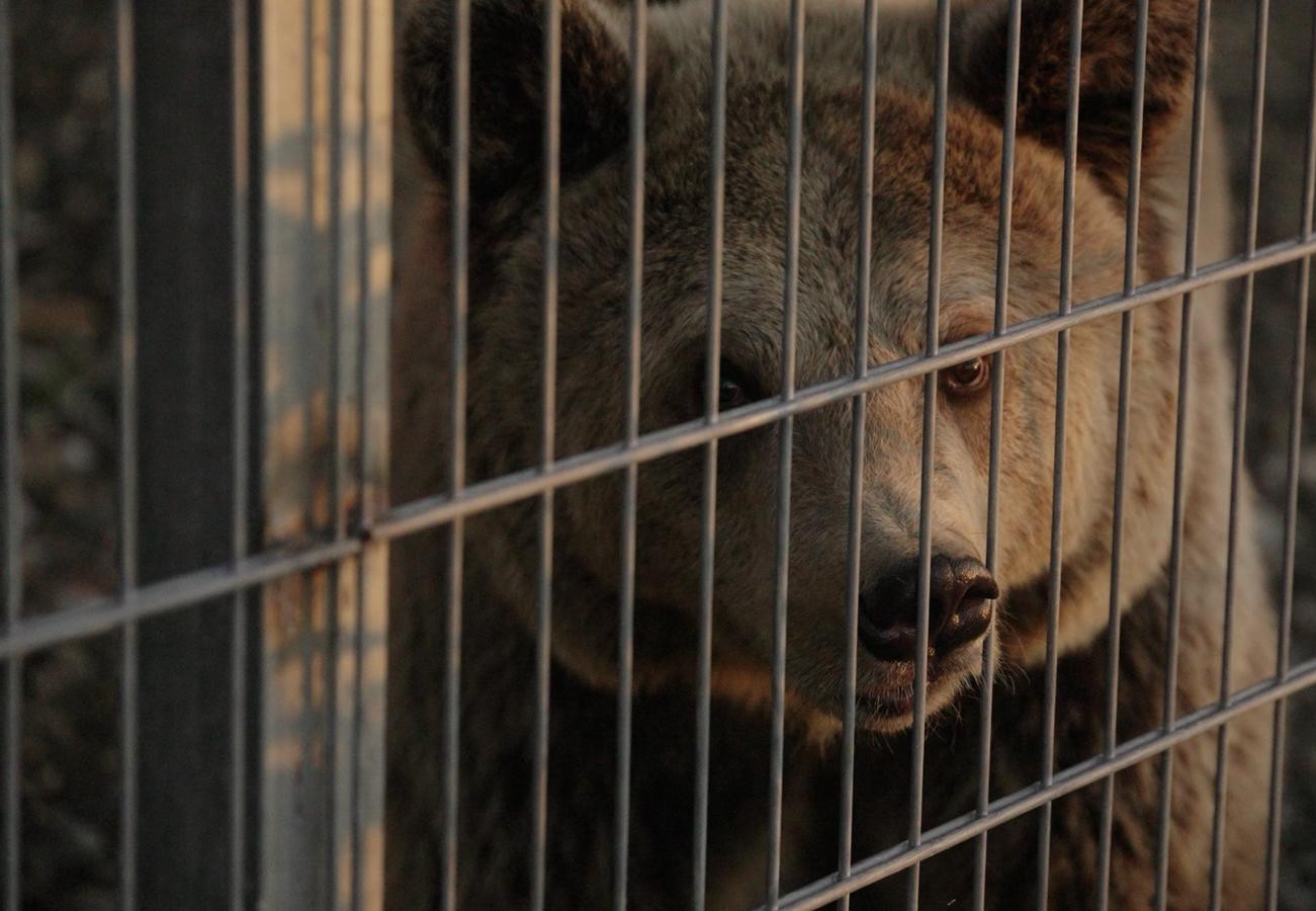 Brown bear in captivity