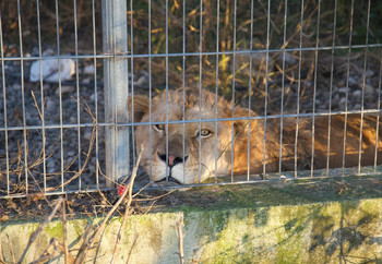 Lion lying down behind bars