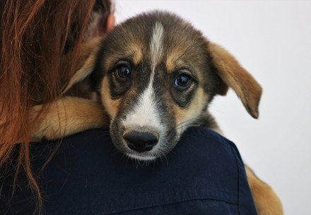 Dog