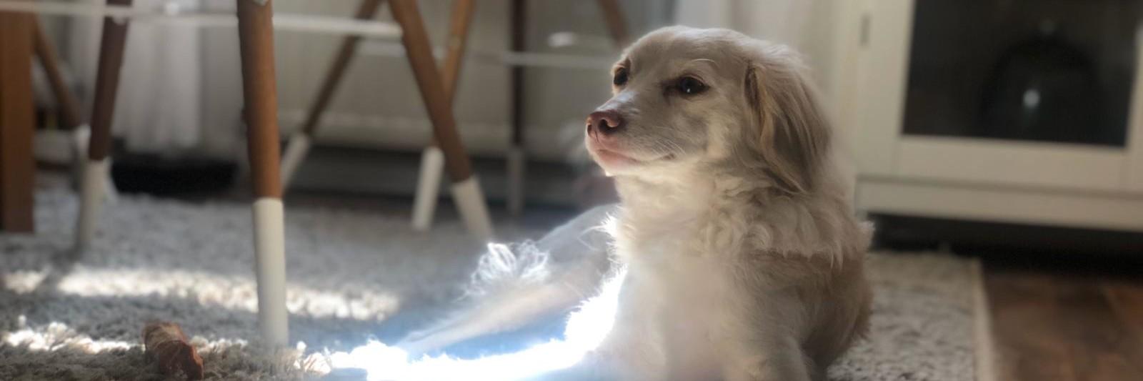 Dog at Home