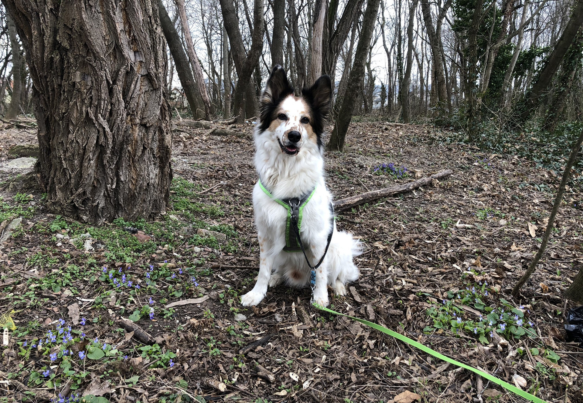 Dog on leash