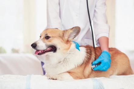 Dog at vets