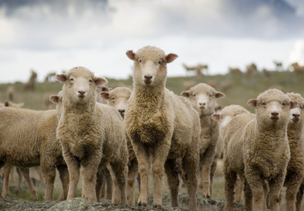 Flock of sheep