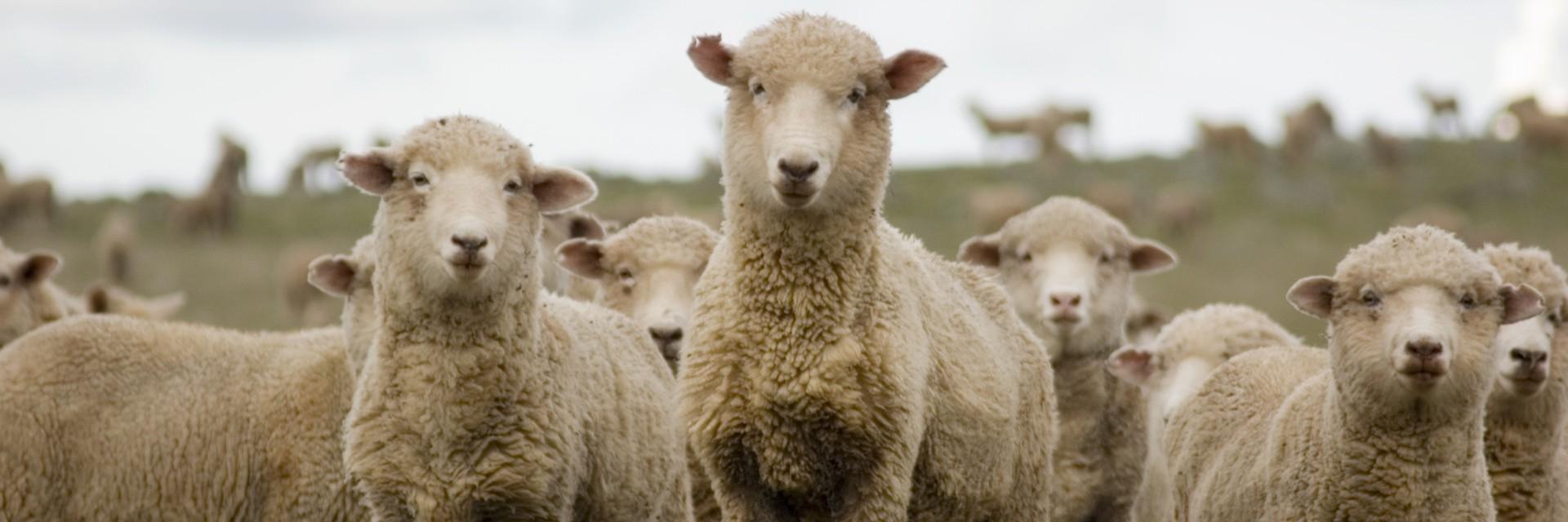 sheep