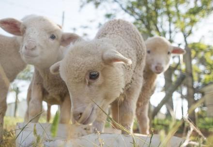 Lambs