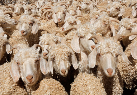Down, leather, wool, fur – the suffering is immense and animal welfare largely goes unchecked