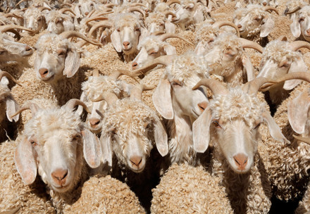 Angora goats