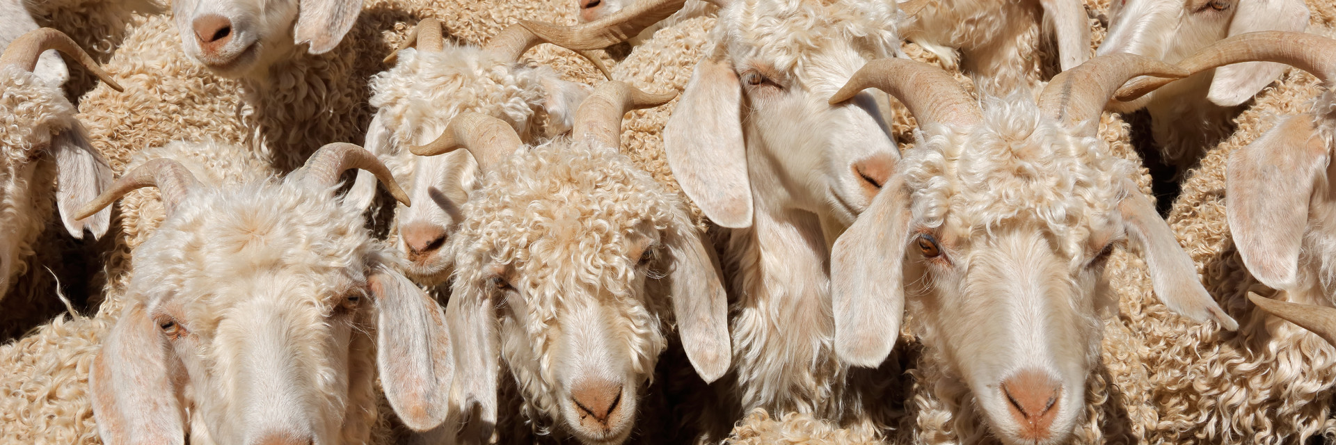 Big Group of Angora Goats