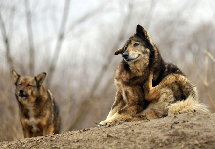 Two stray dogs 