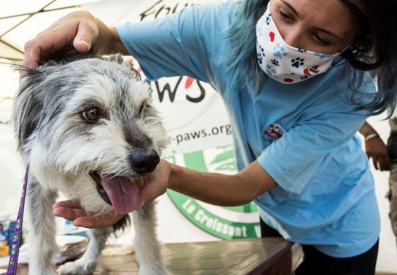 Dog Bella suffers from severe damage to the lungs after the explosion