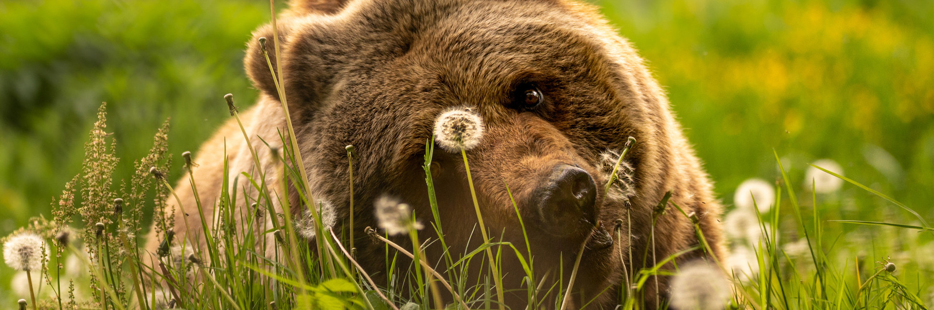Happy bear in a feld