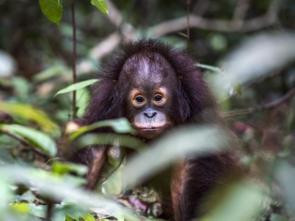 Orangutan