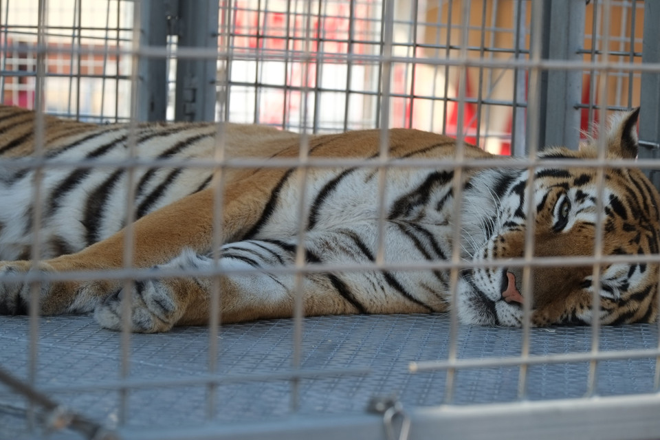 Tiger's keeping in a wagon as part of big cats performance