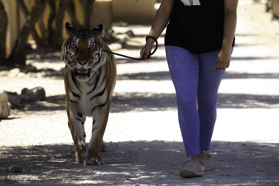 Tiger being walked on a lead