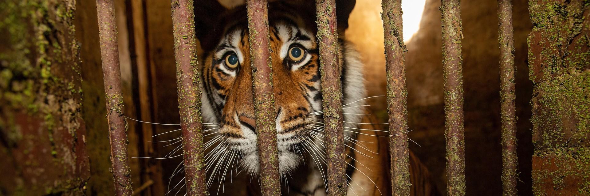 The #TigerMafia