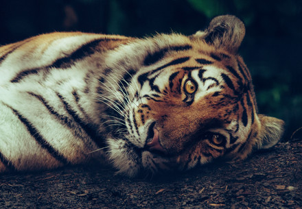 Lying Tiger