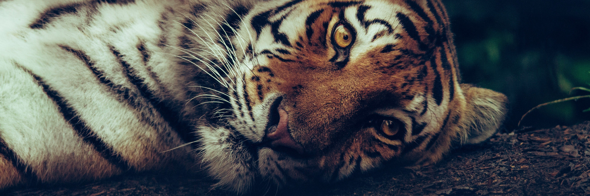 Lying Tiger