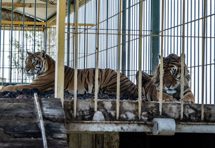 #TrainTigers in the train wagon in Argentina