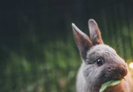 Rabbit