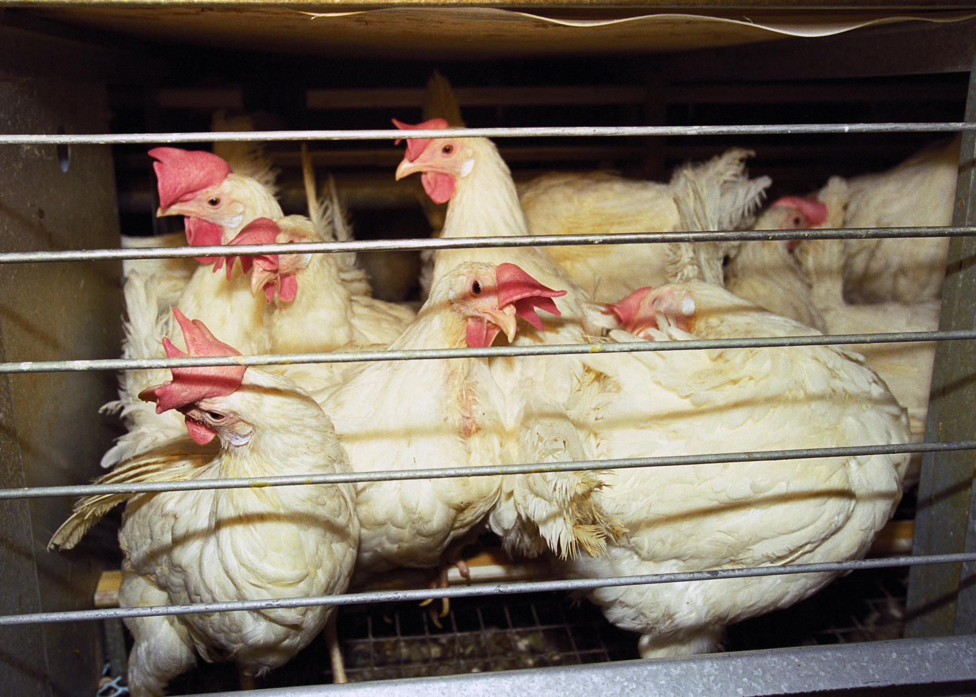 FAQ's on #EndTheCageAge