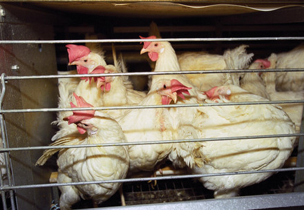 #EndTheCageAge