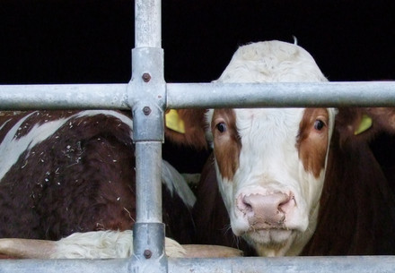 Cattle in the stable in Germany