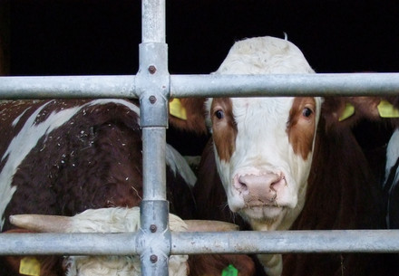 Cattle in the stable in Germany