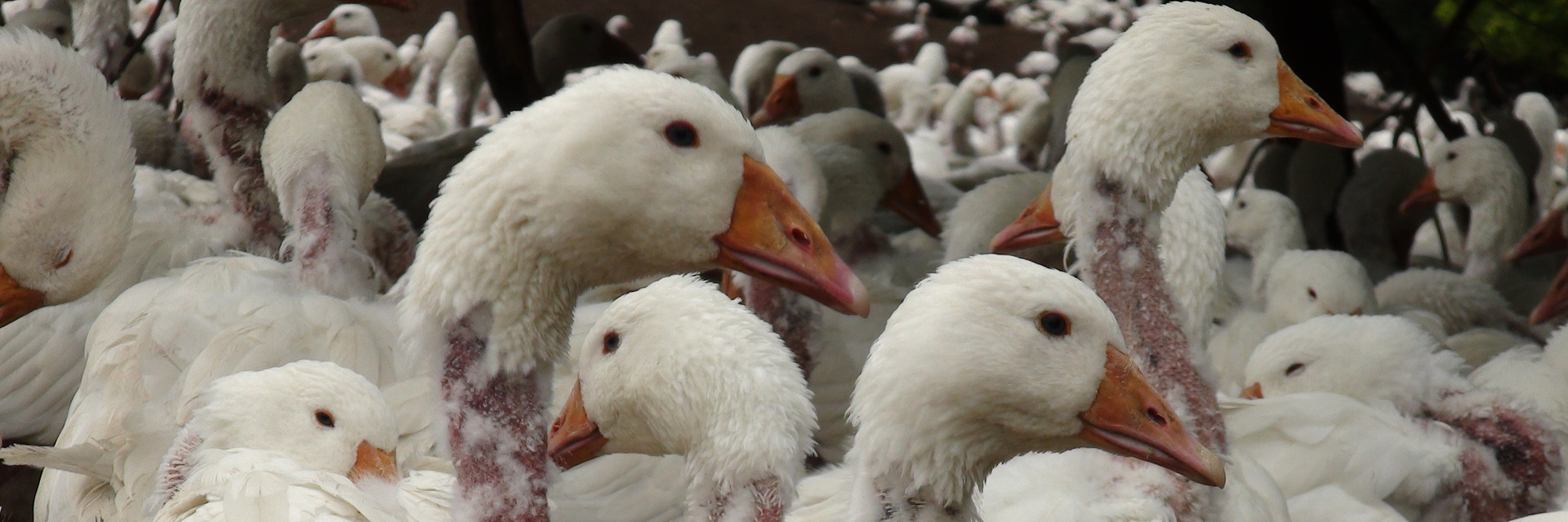 Live-plucked geese